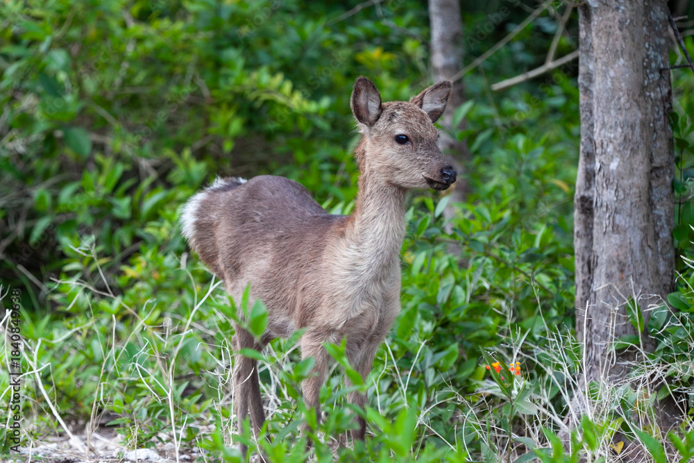 Fototapeta premium 阿嘉島のケラマジカ