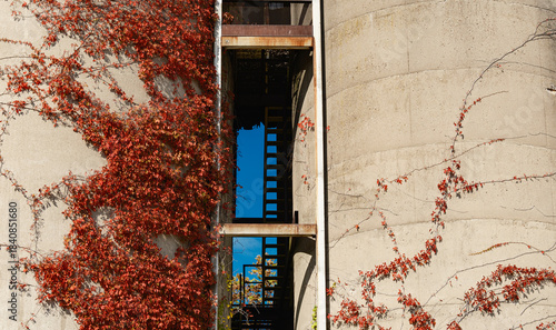 Iron Fire escapes heading up and down the old concrete and red vine covered concrete malt factory storage tanks