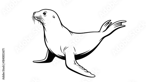 Black and white illustration of a seal in profile view