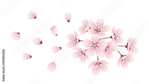 Delicate Pink Cherry Blossom Flowers and Petals on White Background