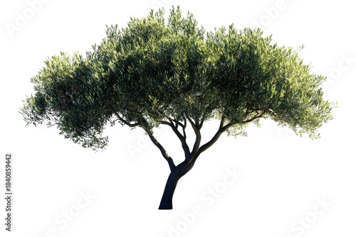 Green, leafy tree with multiple trunks