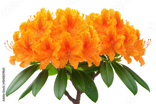 Vibrant, clustered orange blossoms with green foliage