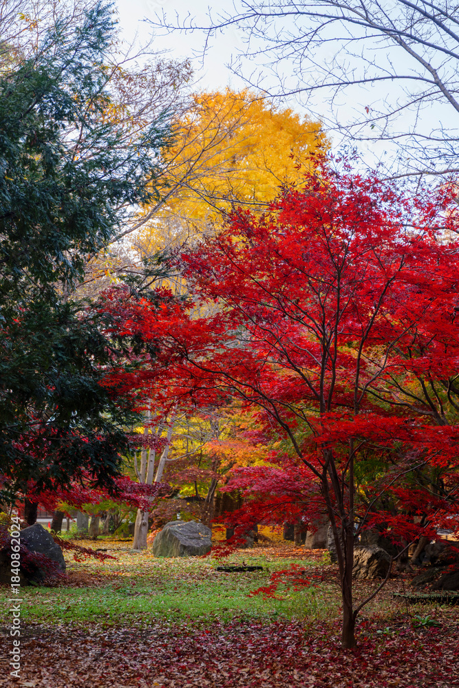 Naklejka premium 深まる紅葉と黄葉が重なる九品仏浄真寺の秋の参道