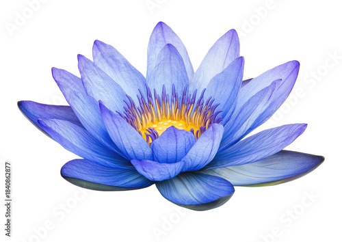 Blooming, blue water lily with yellow center