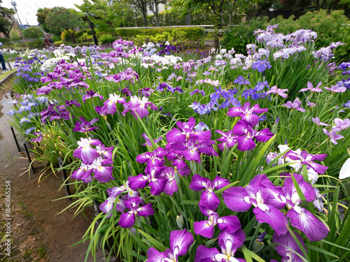 堀切菖蒲園　満開のハナショウブ　東京都