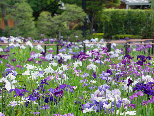 堀切菖蒲園　満開のハナショウブ　東京都