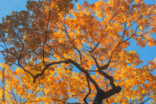 Colorful leaves on the branches in the park.