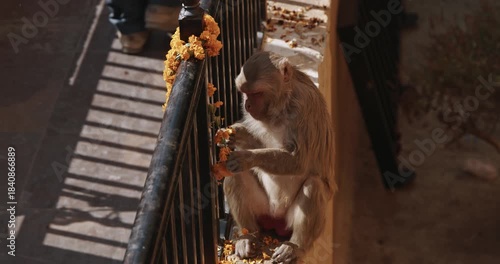 Monkey eats yellow flowers from a sacrificial wreath. Bonnet Macaque - Macaca Radiata Or Zati eating ritual flowers on street. Slow motion