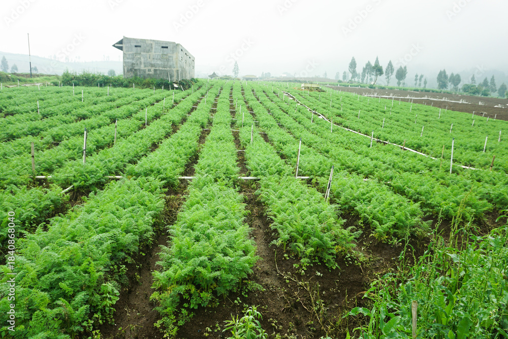 Obraz premium New life concept: Small carrot sprout emerging from the soil.