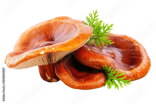 Shiny orange mushrooms with feathery green sprigs