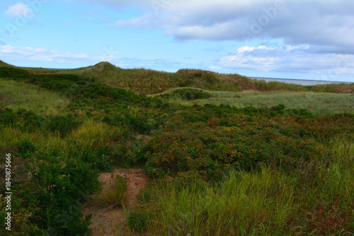 Coastal Grass and Wild Rose Scrub on Rolling Dunes