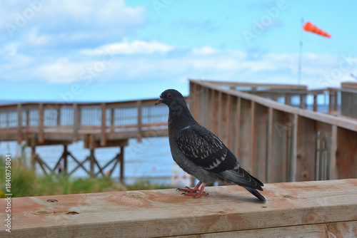 Rock Pigeon Standing on a Wooden Railing by the Seaside Boardwalk