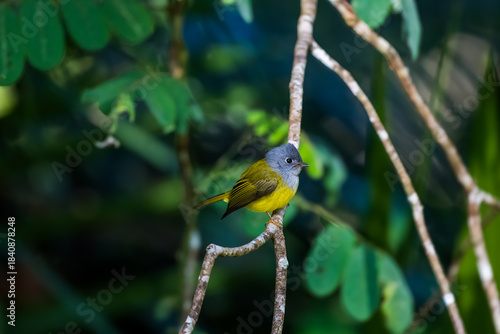 Grey-headed Canary-flycatcher The head has a short, erect crest. The head and chest are grey, contrasting with the upper body and yellowish-green tail. The rump and lower body are yellow. 