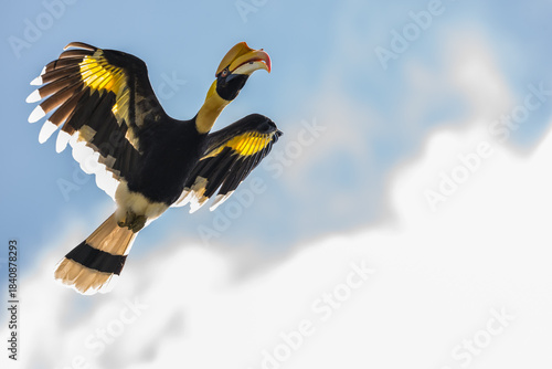 The bill and large hump are yellow. The face is black. The throat is white or yellowish-white. The body is black. The wings are black with a wide yellow stripe running down the middle of the wings.