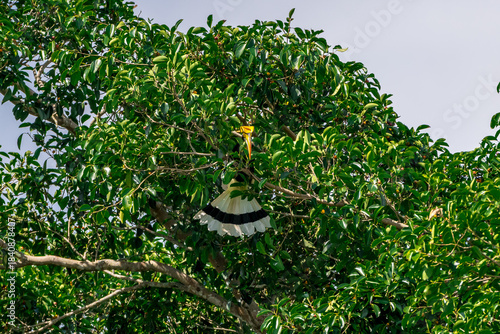 The bill and large hump are yellow. The face is black. The throat is white or yellowish-white. The body is black. The wings are black with a wide yellow stripe running down the middle of the wings.