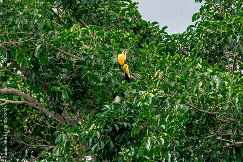 The bill and large hump are yellow. The face is black. The throat is white or yellowish-white. The body is black. The wings are black with a wide yellow stripe running down the middle of the wings.