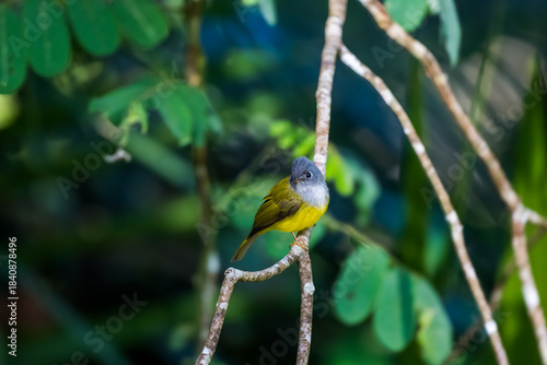 Grey-headed Canary-flycatcher The head has a short, erect crest. The head and chest are grey, contrasting with the upper body and yellowish-green tail. The rump and lower body are yellow. 