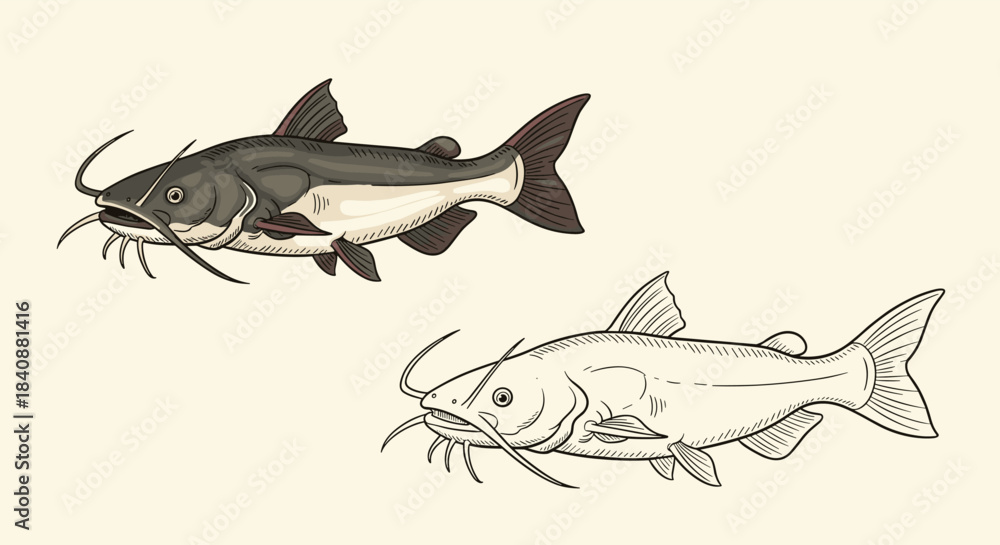 Fototapeta premium Detailed illustration featuring a colored catfish and a black and white line art drawing of the same fish, showcasing their distinctive features.
