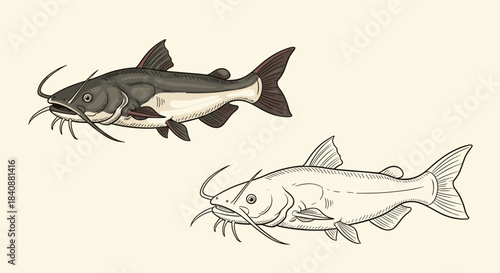 Detailed illustration featuring a colored catfish and a black and white line art drawing of the same fish, showcasing their distinctive features.