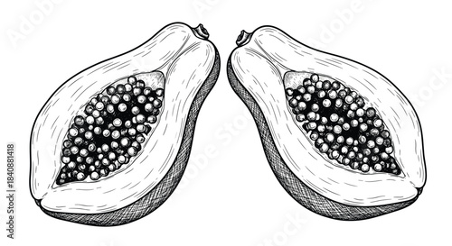Hand-drawn black and white illustration of two halves of a ripe papaya fruit, rich with seeds, depicted in a detailed botanical art style.