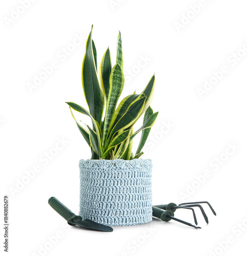 Beautiful sansevieria in wi...