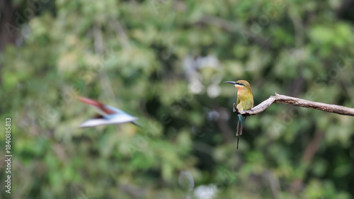Blue-tailed Bee-eater, Merops philippinus, pearching on branch in forest park, richly coloured, slender bird, green overall, blue tail, thin black mask, brown throat