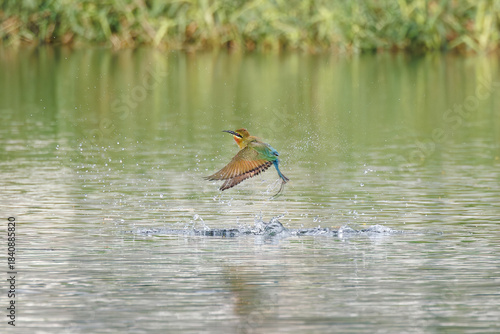 Blue-tailed Bee-eater, Merops philippinus, in flight after diving into the water, richly coloured, slender bird, green overall, blue tail, thin black mask, brown throat, bird plunges into water
