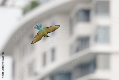 Blue-tailed Bee-eater, Merops philippinus, in flight in city park with building in background, richly coloured, slender bird, green overall, blue tail, thin black mask, brown throat, bird in town
