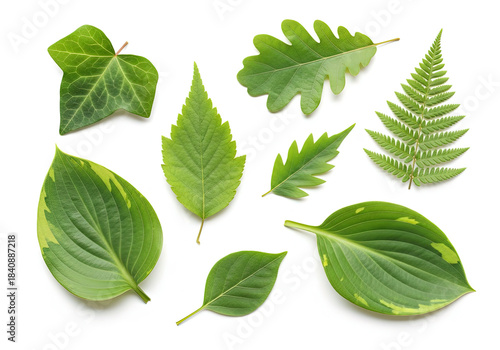 green leaves isolated on white