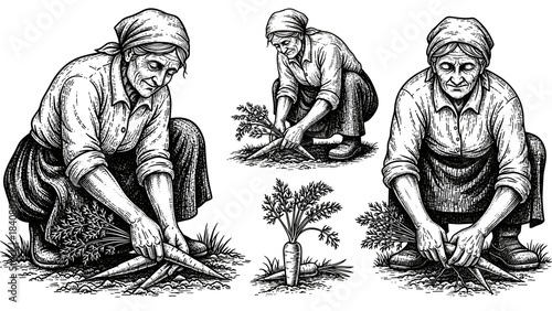 Elderly Woman Farmer Harvesting Vegetables Vintage Engraving Vector Illustration
