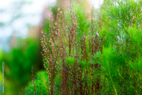 green grass in the morning