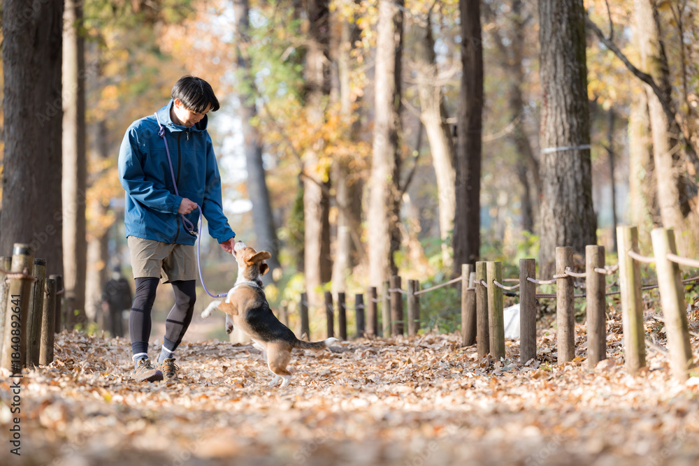 Fototapeta premium 秋の公園で犬と散歩を楽しむ男性の笑顔とペットとの時間の全身 飛びつくかわいい犬