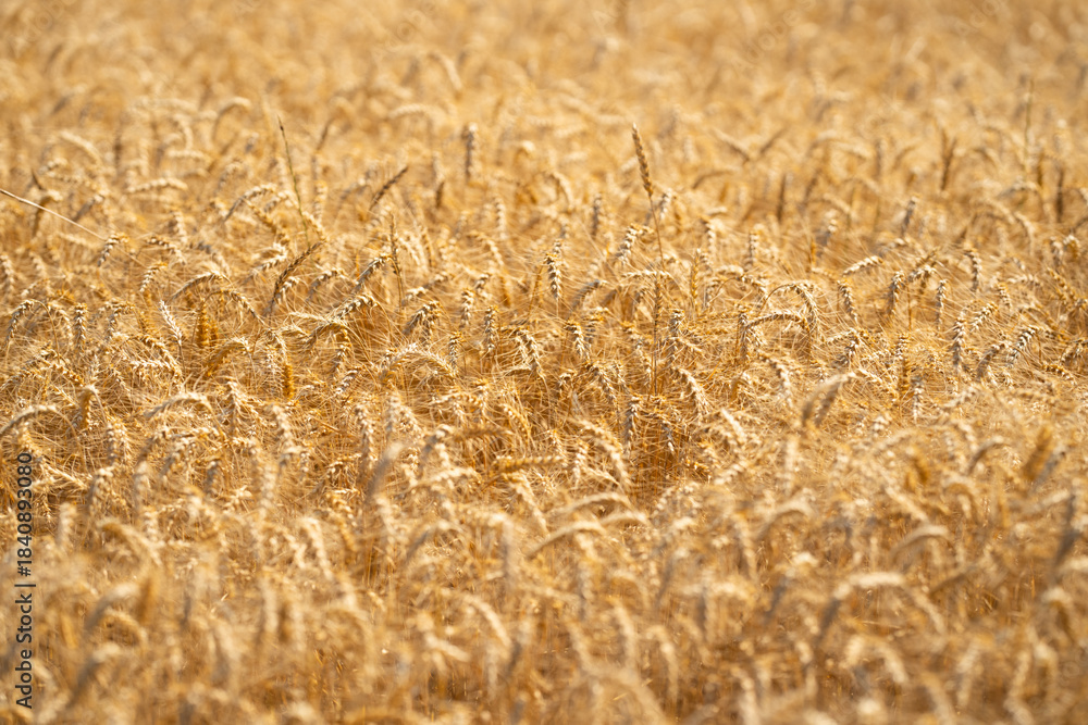 Fototapeta premium Wheat background representing harvest and rural farming. Close-up of ripe grain ready for harvest in a natural farmland setting. Crop fields showing growth and agricultural patterns.