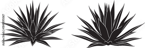Two agave plants silhouette against white background