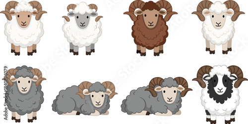 Cute sheep and ram cartoon character set showing fluffy farm animals in standing and lying poses, friendly colorful livestock vector illustration