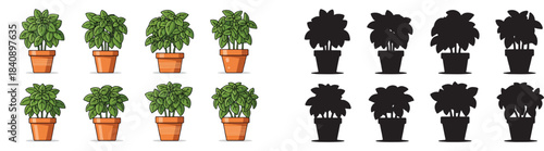 Potted basil plants arrangement with transparent background