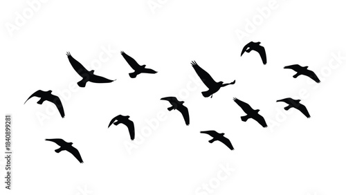 Flock of birds flying in formation on white background