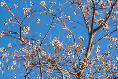 冬の青空とナンキンハゼの木の白い実10