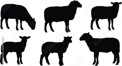 Sheep silhouette set showing farm animals in standing and grazing poses, black solid vector illustrations for agriculture and livestock design projects