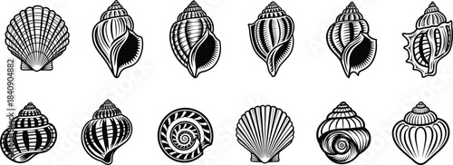 Vintage seashell illustration set featuring detailed marine shells and conch silhouettes, black and white hand drawn ocean shell vector collection