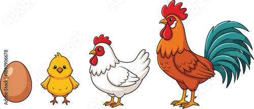 Chicken life cycle cartoon illustration showing egg chick hen and rooster stages, colorful farm poultry animal vector set for education and kids design