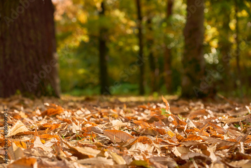 落ち葉にピントを合わせた晩秋の雑木林の風景