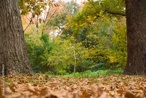 落ち葉が敷き詰められた晩秋の雑木林の風景。落ち葉と木にピント