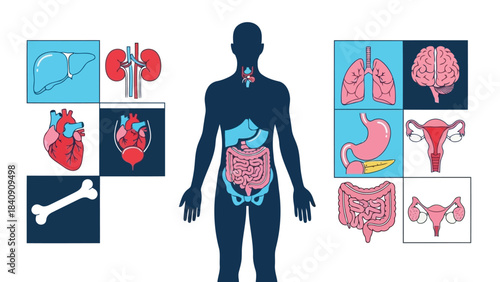 A comprehensive illustration of human internal organs and body systems