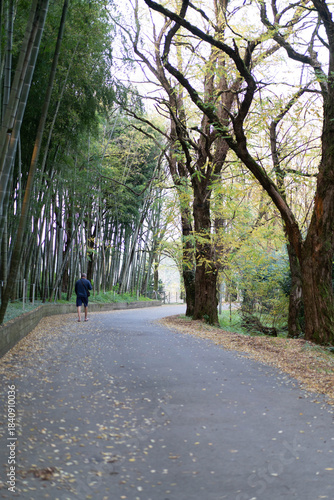 A person strolls along a winding path, surrounded by tall bamboo and vibrant autumn trees.