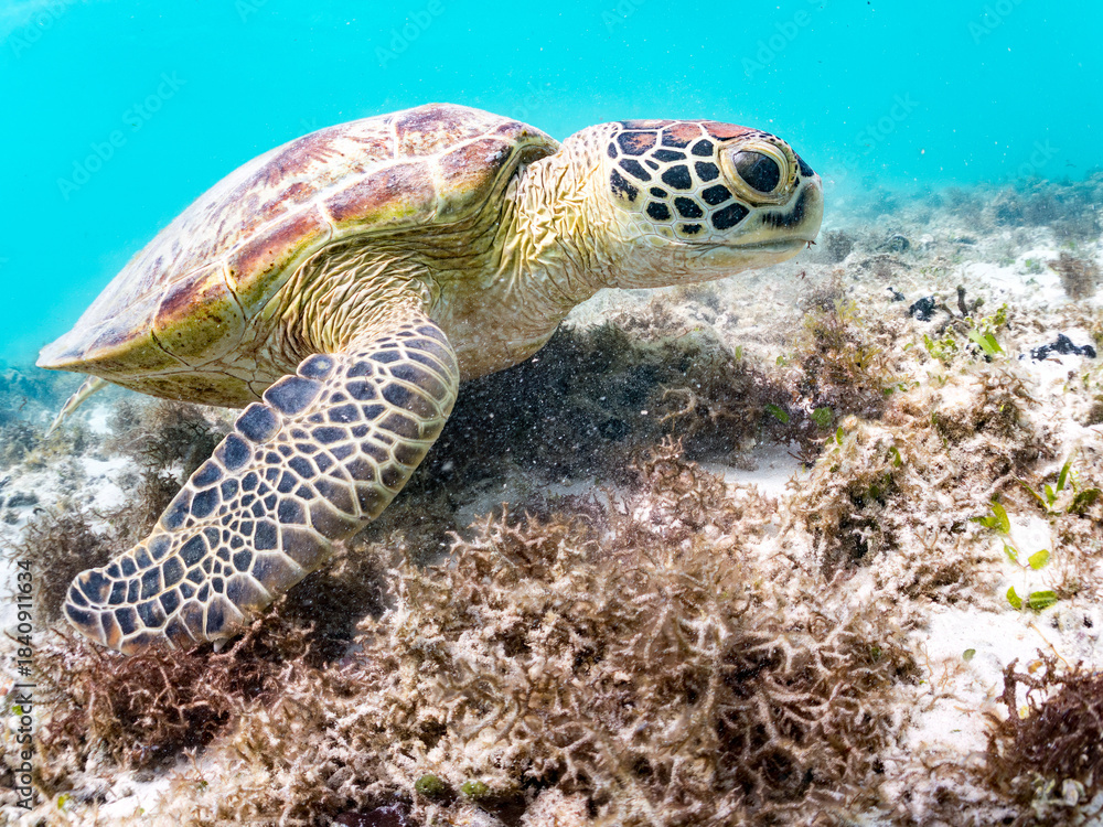 Fototapeta premium アマモを食べている。 アオウミガメ, Green Turtle, Green Sea Turtle, Chelonia mydas, ウミガメ科, 阿嘉島前浜ビーチ 沖縄県島尻郡慶良間諸島-2025 沖縄本島から40km西方にある諸島。 大小30以上の島々からなる島嶼群は全体が国立公園に指定されている。 珊瑚礁の海、白い砂浜、緑の山地は世界屈指の美しさ。 多くの貴重な動植物が生息している。 