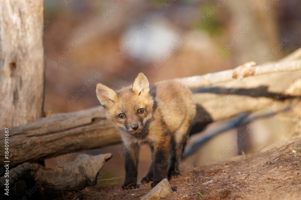 Obraz premium Young Red Fox Kit Standing in Forest