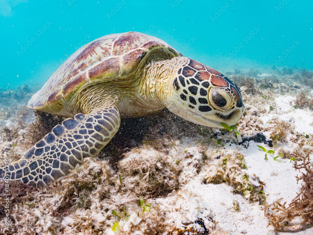 Obraz premium アマモを食べている。 アオウミガメ, Green Turtle, Green Sea Turtle, Chelonia mydas, ウミガメ科, 阿嘉島前浜ビーチ 沖縄県島尻郡慶良間諸島-2025 沖縄本島から40km西方にある諸島。 大小30以上の島々からなる島嶼群は全体が国立公園に指定されている。 珊瑚礁の海、白い砂浜、緑の山地は世界屈指の美しさ。 多くの貴重な動植物が生息している。 