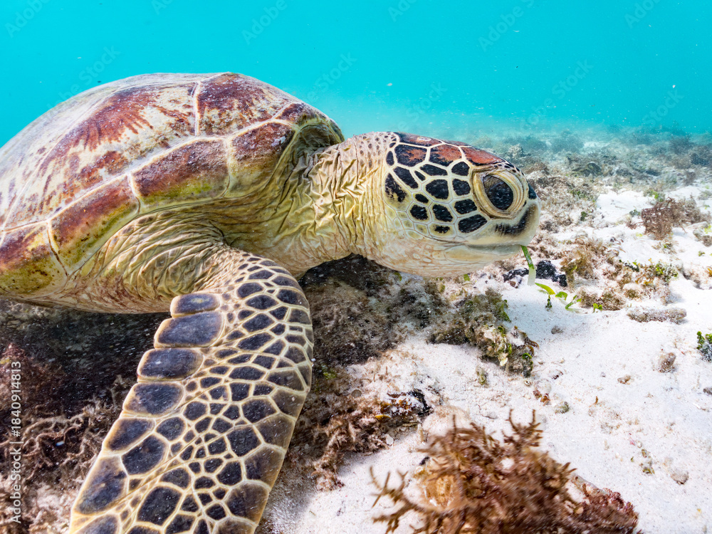 Obraz premium アマモを食べている。 アオウミガメ, Green Turtle, Green Sea Turtle, Chelonia mydas, ウミガメ科, 阿嘉島前浜ビーチ 沖縄県島尻郡慶良間諸島-2025 沖縄本島から40km西方にある諸島。 大小30以上の島々からなる島嶼群は全体が国立公園に指定されている。 珊瑚礁の海、白い砂浜、緑の山地は世界屈指の美しさ。 多くの貴重な動植物が生息している。 