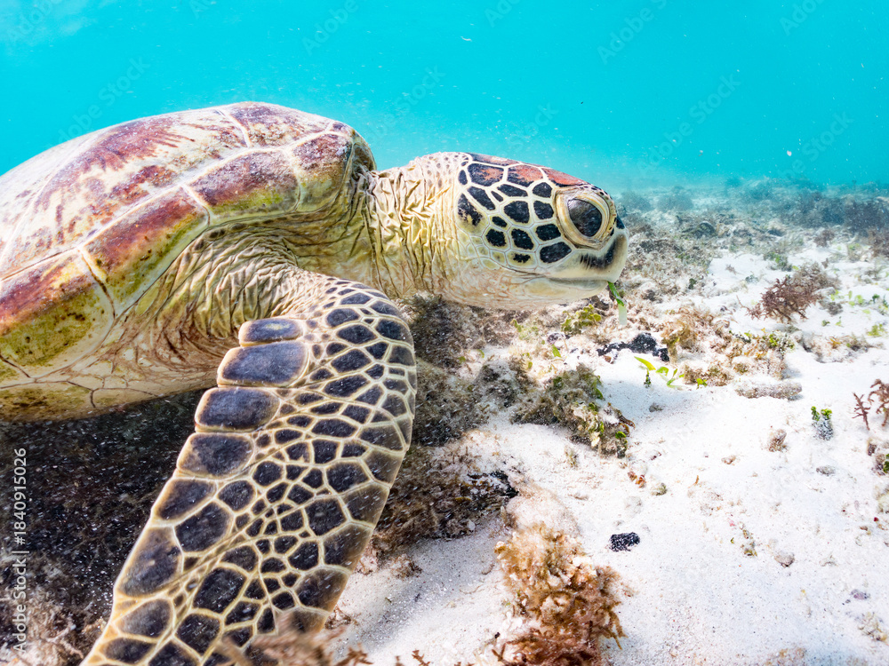Obraz premium アマモを食べている。 アオウミガメ, Green Turtle, Green Sea Turtle, Chelonia mydas, ウミガメ科, 阿嘉島前浜ビーチ 沖縄県島尻郡慶良間諸島-2025 沖縄本島から40km西方にある諸島。 大小30以上の島々からなる島嶼群は全体が国立公園に指定されている。 珊瑚礁の海、白い砂浜、緑の山地は世界屈指の美しさ。 多くの貴重な動植物が生息している。 